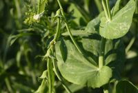 Crisp Chinese Sugar Snap Pea Salad with Sesame-Ginger Dressing