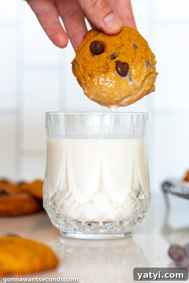dipping fluffy pumpkin chocolate chip cookies in a glass of milk