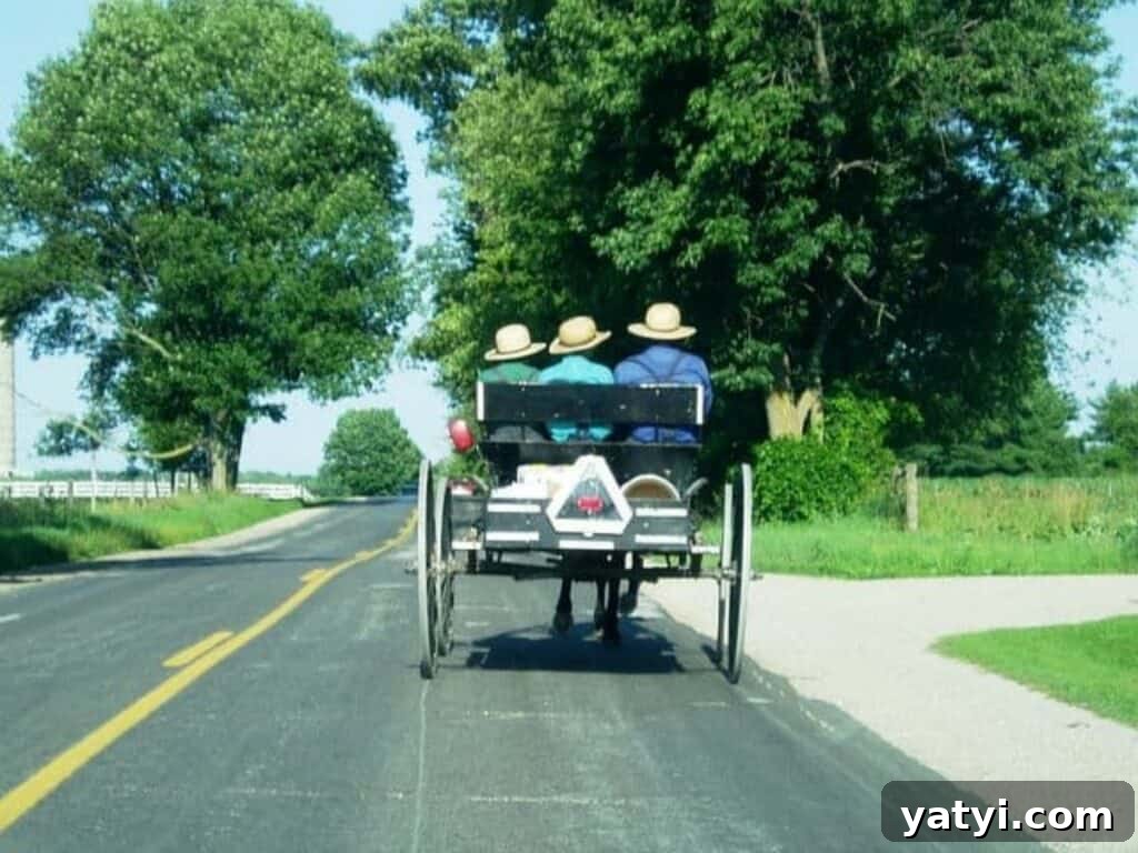 Origins of the Amish: Where They Came From and Why It Matters 2 Amish men riding in an open buggy.