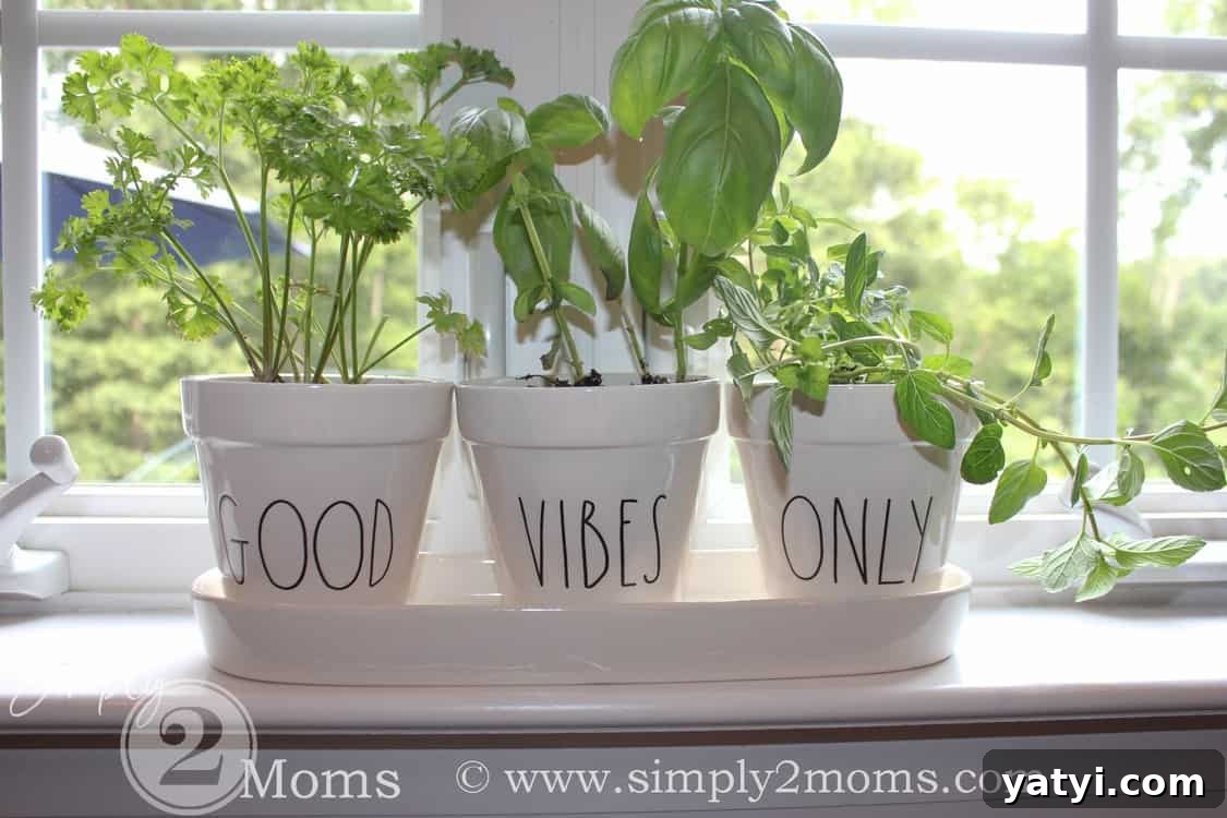 Herb planters filled with mint, basil, cilantro