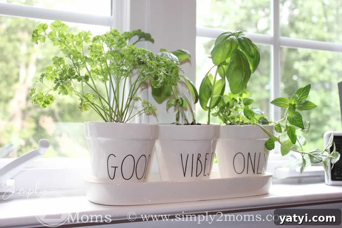 Rae Dunn herb planter close up