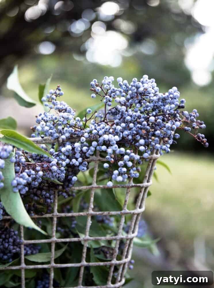 Homemade Elderberry Syrup Recipe (Updated) 3 img 2457 2